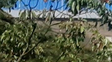 De acuerdo al integrante del comité, aún se analizan los detalles para acordar la nueva fecha.
