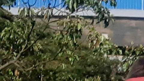 De acuerdo al integrante del comité, aún se analizan los detalles para acordar la nueva fecha.