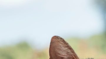 4 lugares para los amantes de los gatos. *Foto: Natahlie Jollie vía Unsplash.