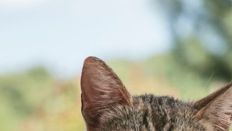 4 lugares para los amantes de los gatos. *Foto: Natahlie Jollie vía Unsplash.