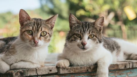 4 lugares para los amantes de los gatos. *Foto: Natahlie Jollie vía Unsplash.