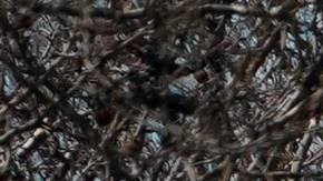 El 56% de los casos están apareciendo en Nueva York.