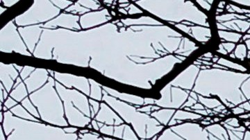 De Blasio restringirá también afluencia en parques.