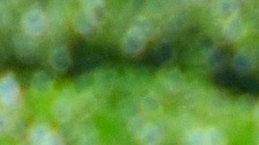 Coronavirus en California