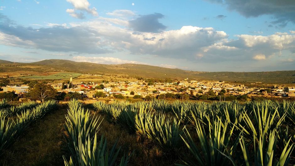 Legend of Mayáhuel, the goddess of the agave who gave away the maguey drinks