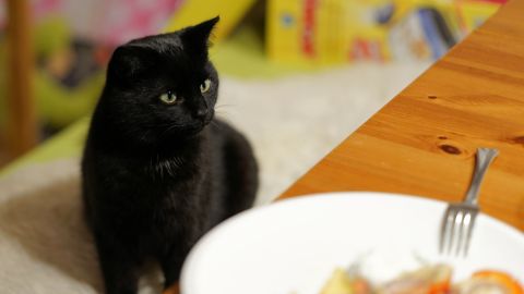 Un minino no debe comer ciertos alimentos aptos para humanos.