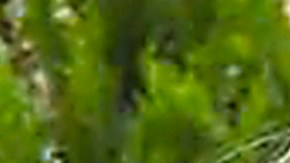 Angelique Boyer y Frida Sofía.