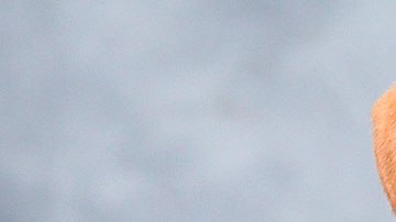 Ahora podrás darle un hogar a un cachorrito al mismo tiempo que recibes un montón de cerveza.