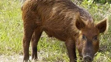 Los cerdos salvajes en Texas.