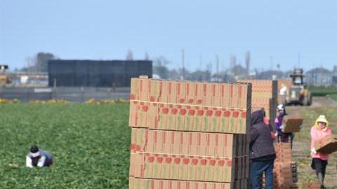 Agricultores en Oxnard, California.