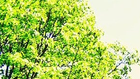 Muchas unidades multifamaliares se rigen casi por obligación por una HOA.