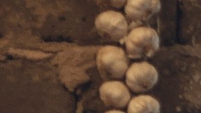 Los cactus y suculentas se hicieron tan populares un tiempo que ahora ya pasaron de moda.