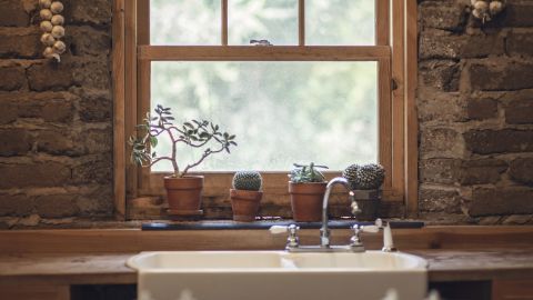 Los cactus y suculentas se hicieron tan populares un tiempo que ahora ya pasaron de moda.