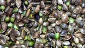 cáñamo-Ulrike Leone-Pixabay