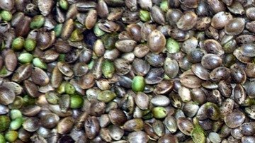 cáñamo-Ulrike Leone-Pixabay