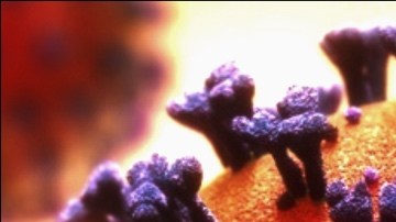 coronavirus ICE