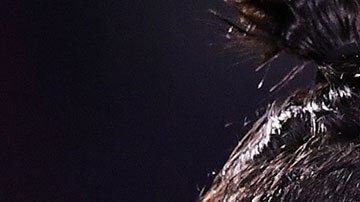 El portugués estuvo presente en el Clásico.