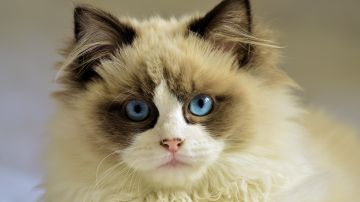 El gato Merlín ha ganado 281 mil seguidores en Instagram por compartir su cara enojada.