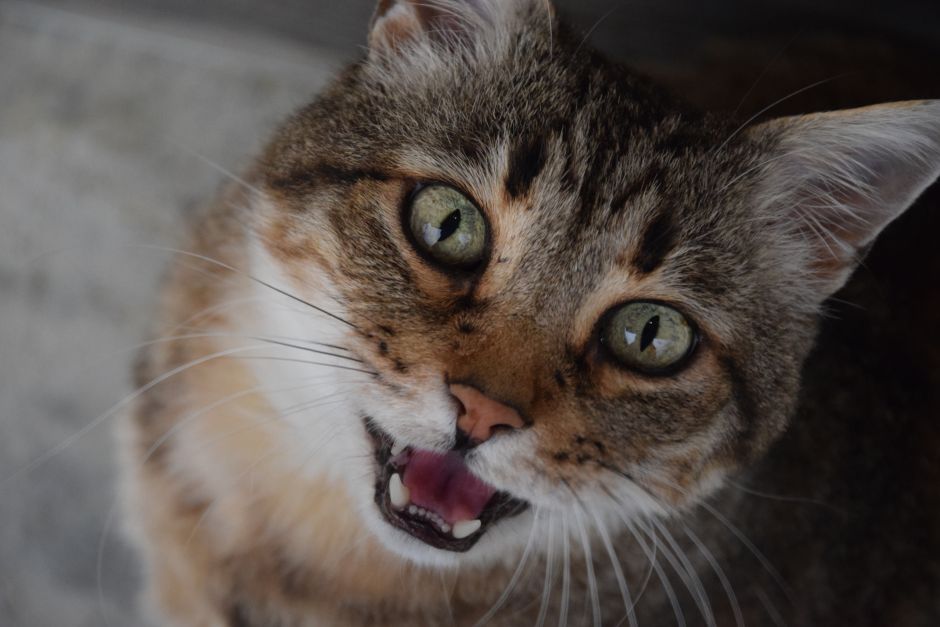 Como Hacer Que Un Gato Deje De Maullar