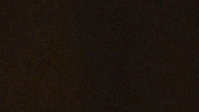 Los felinos tienen más probabilidades de contagiarse que otras mascotas caseras.