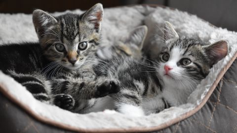 Los felinos tienen más probabilidades de contagiarse que otras mascotas caseras.