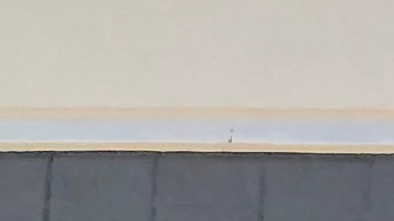 Walmart empleos contrataciones dinero coronavirus tiendas