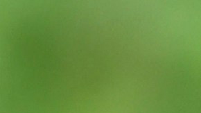 Varios países están siendo afectados por esta plaga.