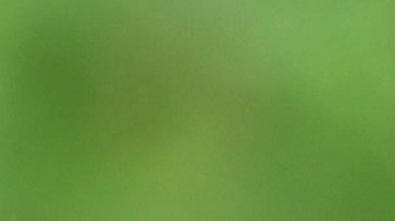 Varios países están siendo afectados por esta plaga.