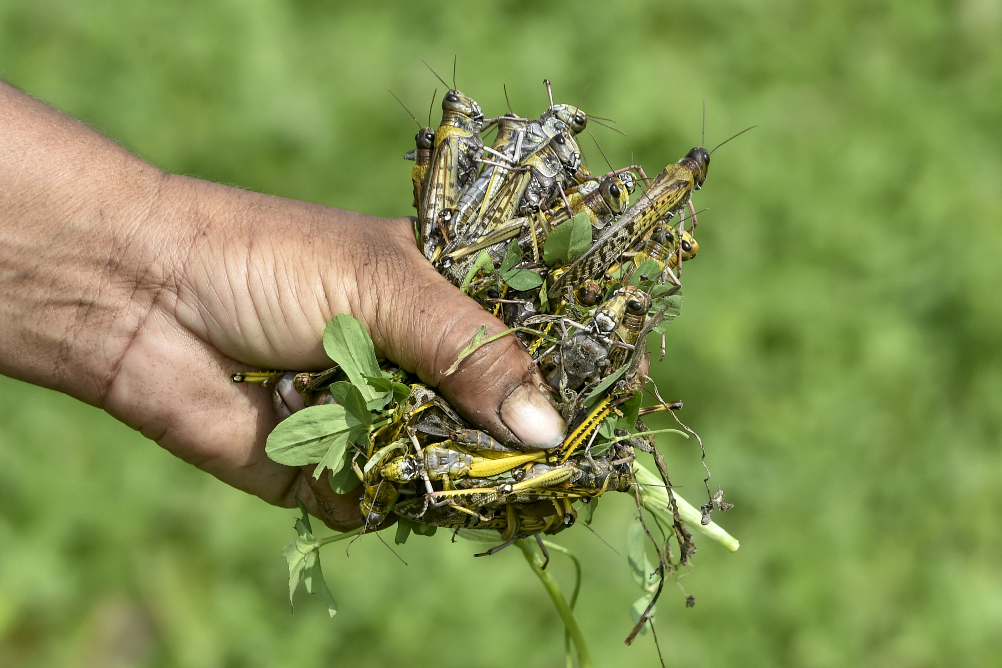 Plaga de langostas en África, la peor en 70 años | La Opinión