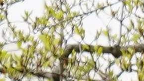 El presidente Trump participó en un foro en Fox News.