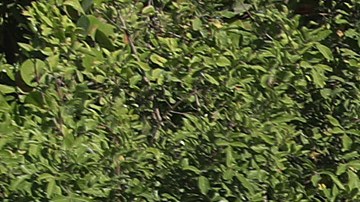 La policía de Miami cerró el acceso a las playas de South Beach como medida de precaución por el coronavirus.