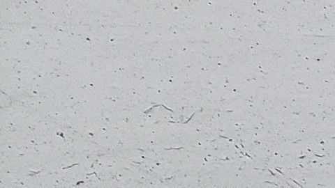 Perceval el Galés. Más adelante, ve cómo un halcón ataca a un ganso, del que caen tres gotas de sangre sobre la nieve.