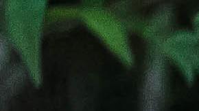 Las brujas poseen poderes mágicos.