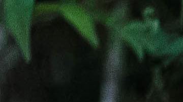 Las brujas poseen poderes mágicos.