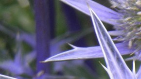 Hierba del sapo-S fty en Pixabay