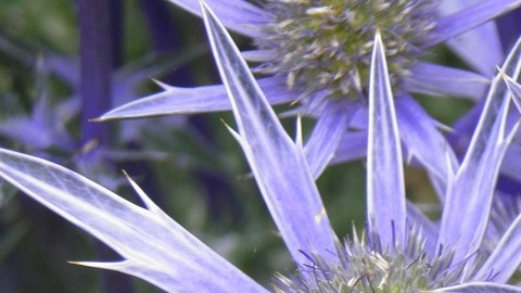 Hierba del sapo-S fty en Pixabay