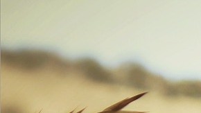 La herradura es un amuleto de la suerte.