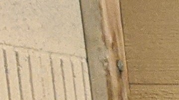 Del lado izquierdo Reinaldo Vergara junto a sus padres J. Cleofás Vergara y Juana Urbano; del lado derecho Victoria Charco junto a sus padres Esteban Charco y María Elena Salmerón. (Jacqueline García)