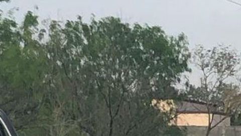 Hallan a mujer carbonizada, tenía signos de haber sido quemada viva en frontera de México