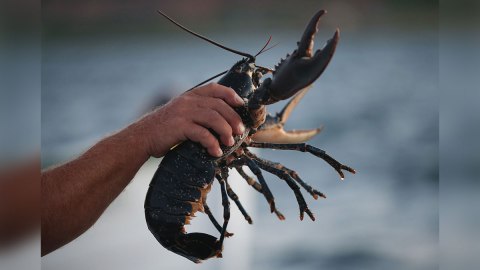 Quizá este sea un buen momento para comer este platillo que usualmente es muy caro.