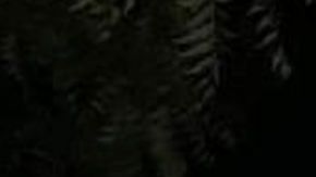 Lo ahorcan en árbol y en narcomensaje advierten que lo mismo pasará violadores y ladrones