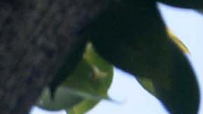 Flying foxes (pteropus vampyrus) hang on the branches of a tree at a garden in Amritsar on September 7, 2017. / AFP PHOTO / NARINDER NANU        (Photo credit should read NARINDER NANU/AFP via Getty Images)