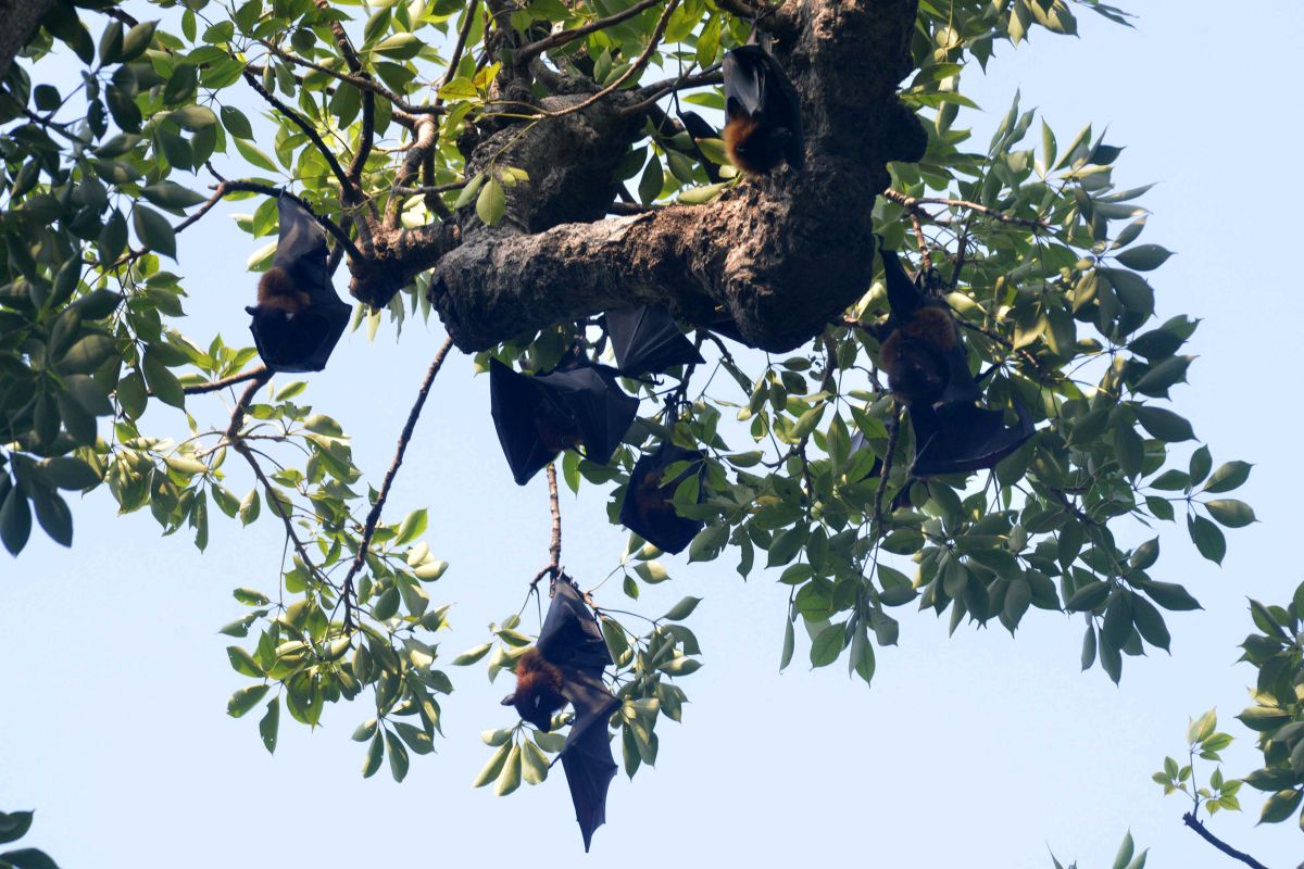 Flying foxes (pteropus vampyrus) hang on the branches of a tree at a garden in Amritsar on September 7, 2017. / AFP PHOTO / NARINDER NANU        (Photo credit should read NARINDER NANU/AFP via Getty Images)