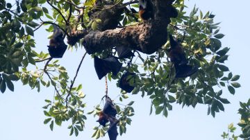 Flying foxes (pteropus vampyrus) hang on the branches of a tree at a garden in Amritsar on September 7, 2017. / AFP PHOTO / NARINDER NANU        (Photo credit should read NARINDER NANU/AFP via Getty Images)