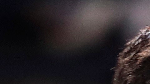 EL serbio Novak Djokovic estaba confirmado para el torneo.