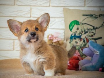 Una perrita corgi le puso el susto de su vida a su dueña.