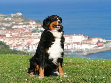 Existen varias ciudades en el mundo que puedes conocer con tu can.