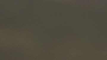 Cuando un perro se rasca con frecuencia el hocico podría padecer alguna enfermedad.