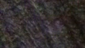 Este perro y gato tienen una forma peculiar de demostrarse su cariño.