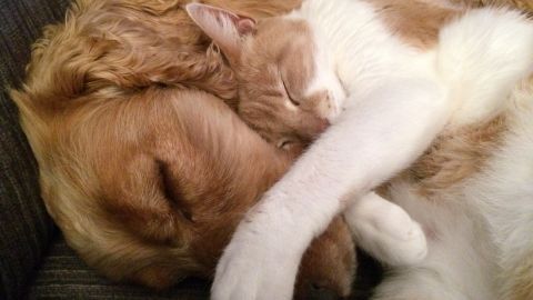 Este perro y gato tienen una forma peculiar de demostrarse su cariño.